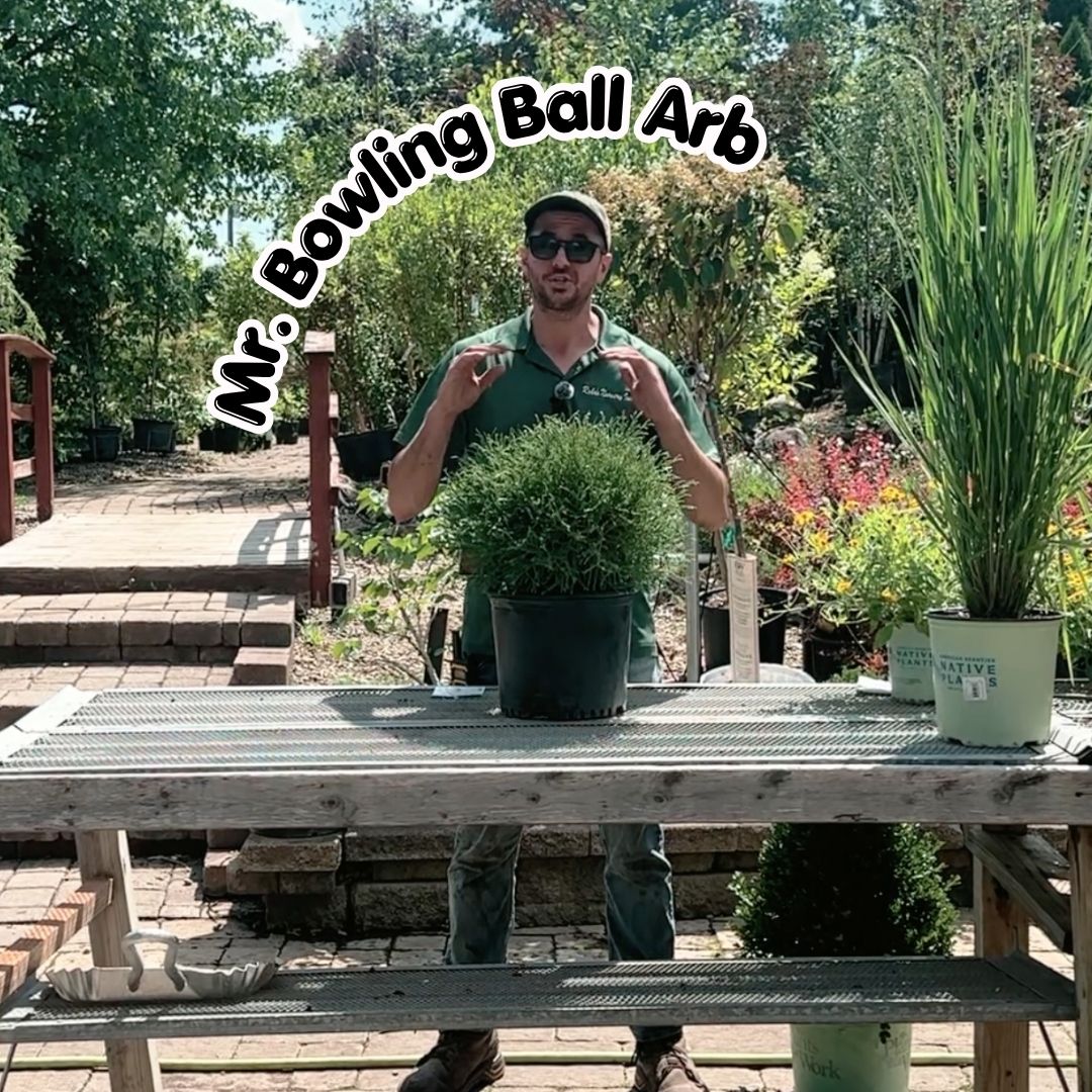 mr bowling ball arb blog cover