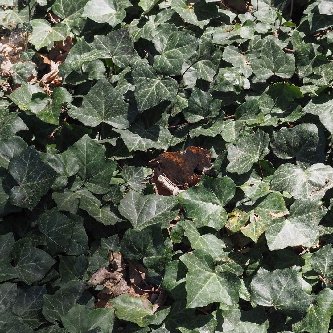 patch of ivy on the ground
