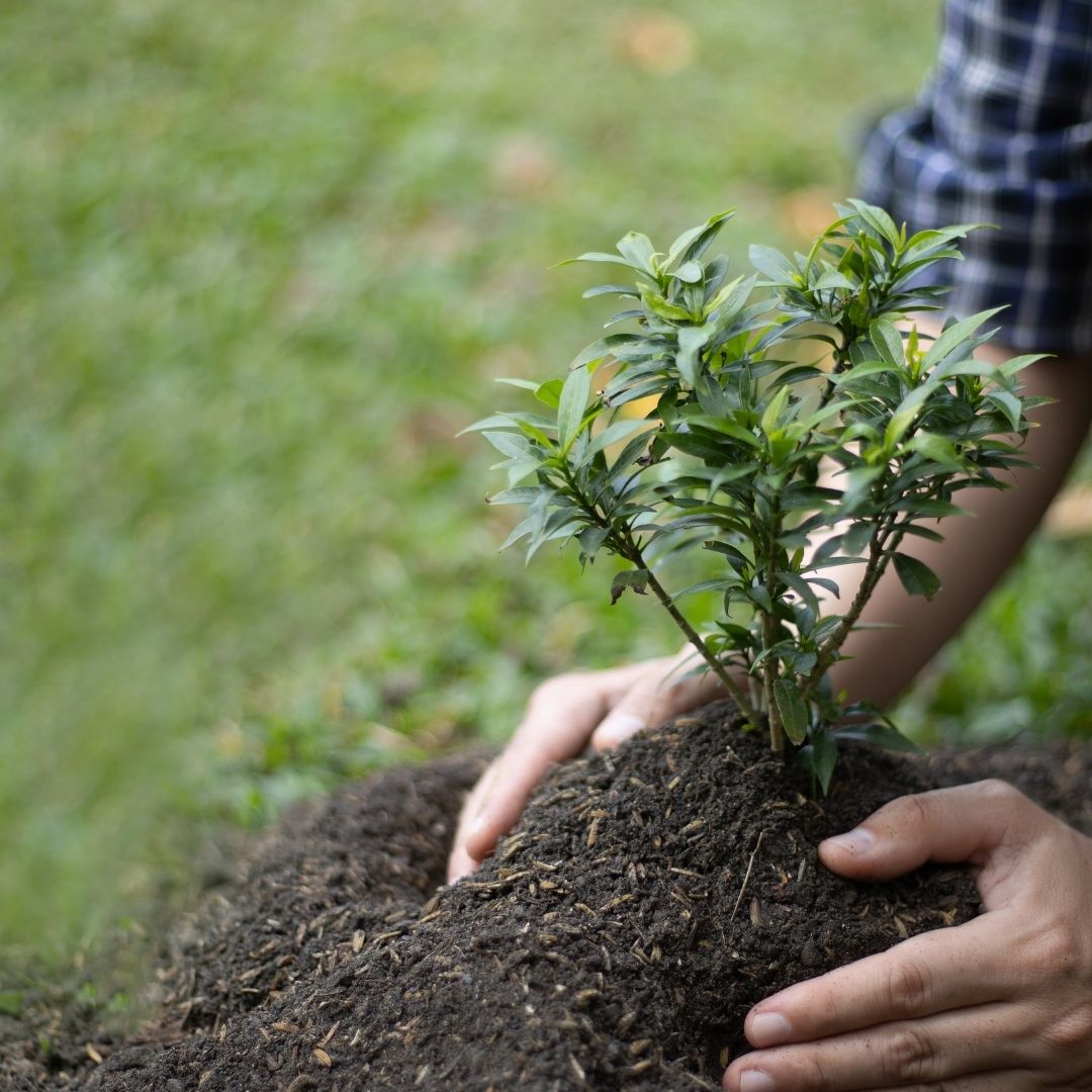 planting a shrub