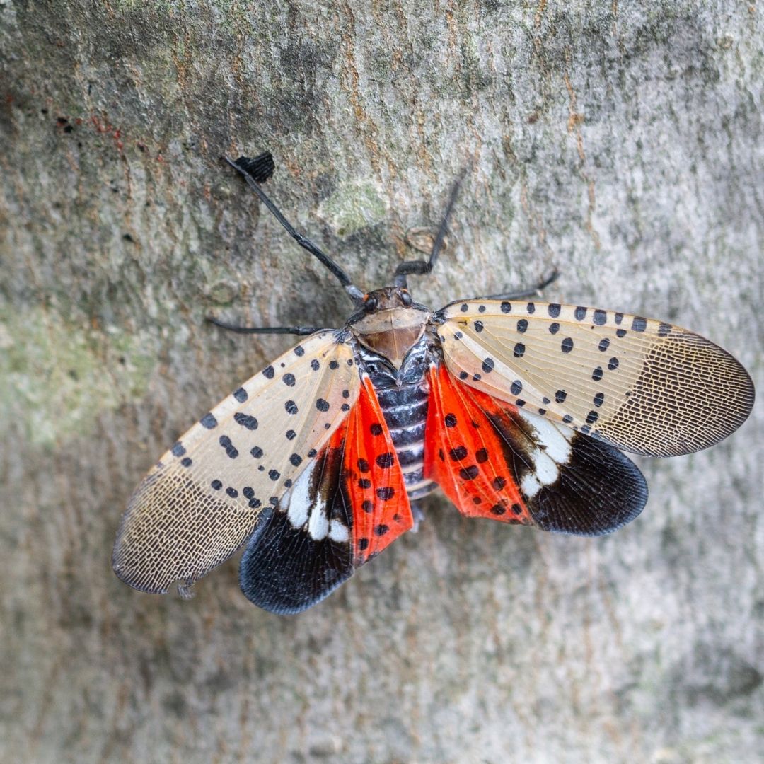 spotted lanternfly on tree bark