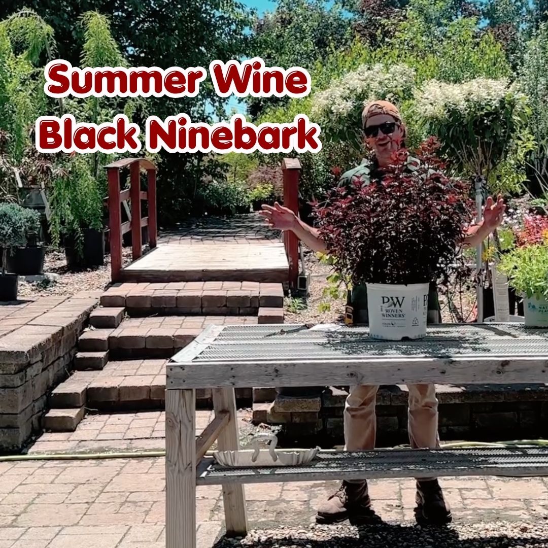 summer wine black ninebark blog cover