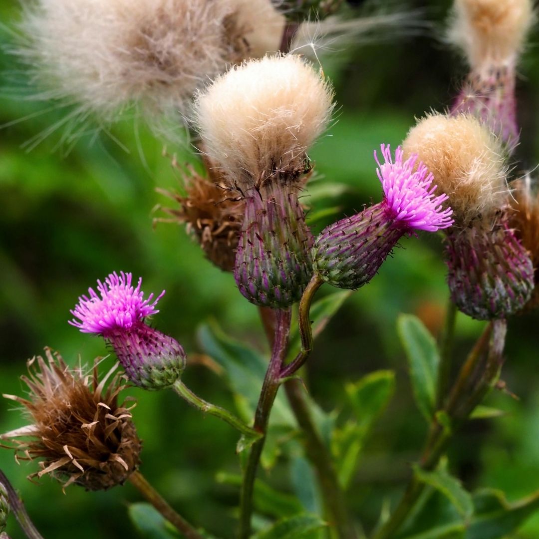 blooming and seeding thistles