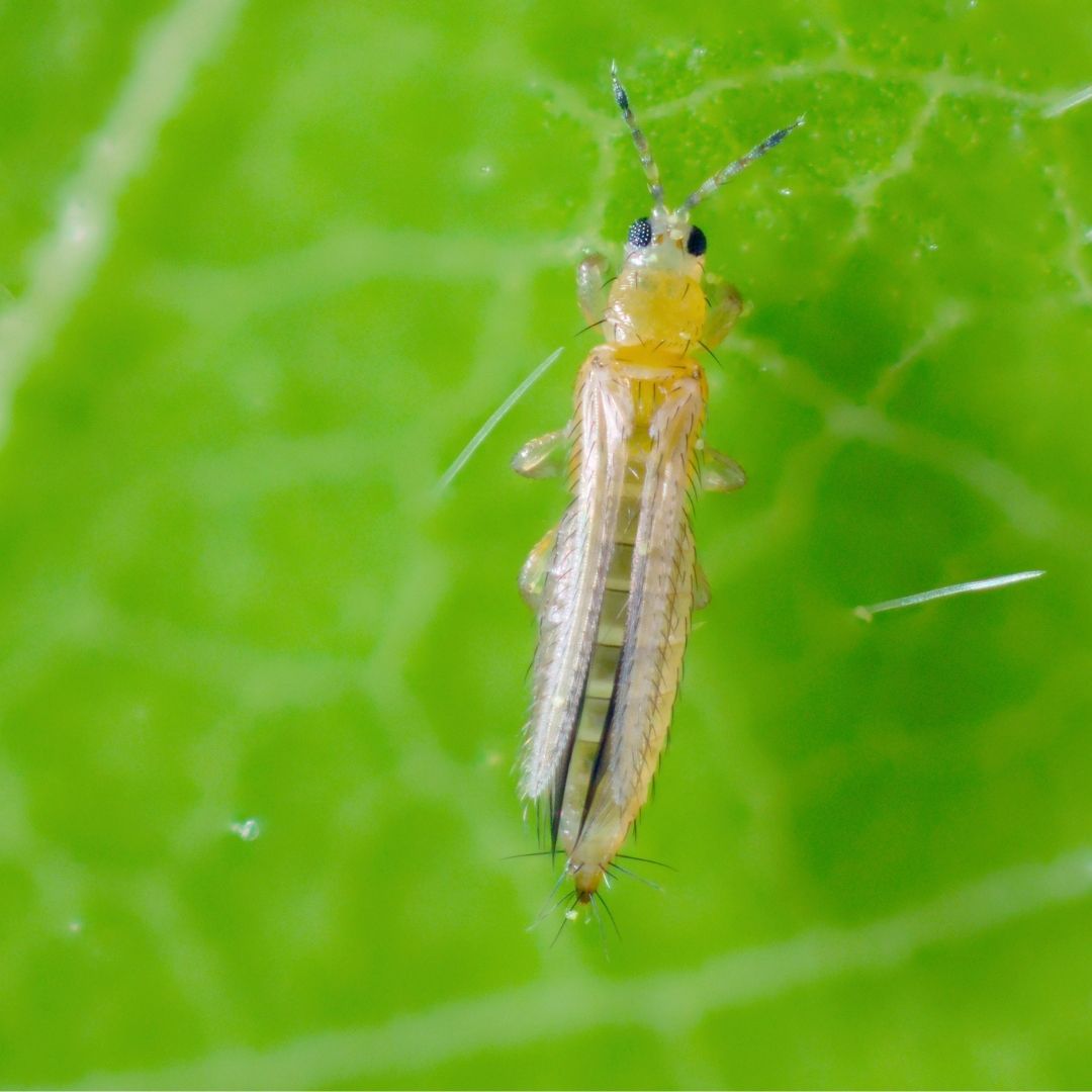 thrips on plants