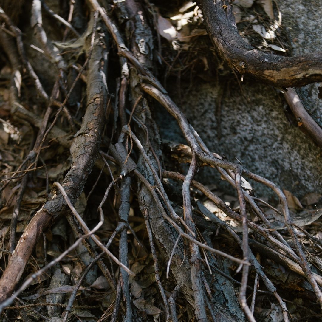 tree roots