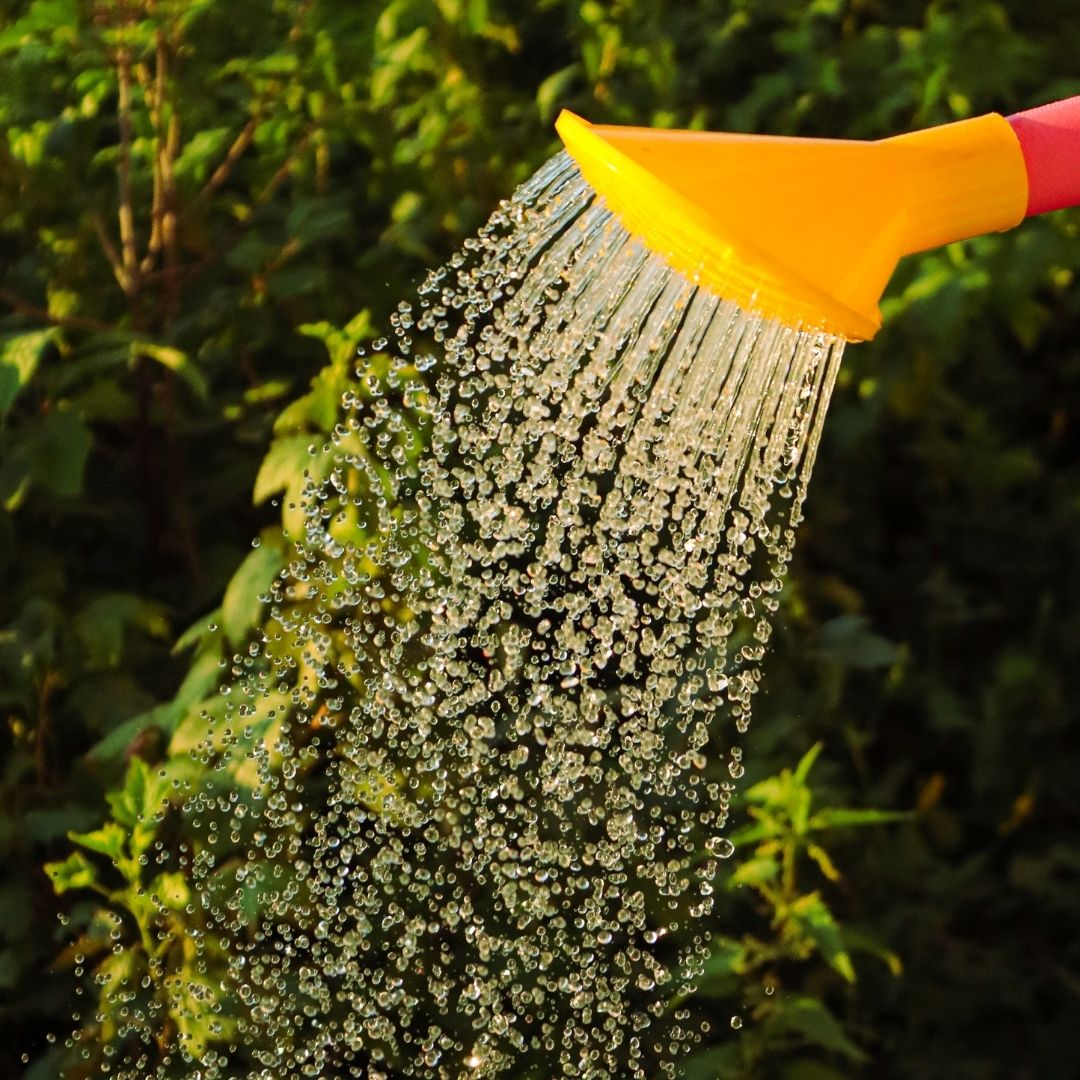 watering can on plants