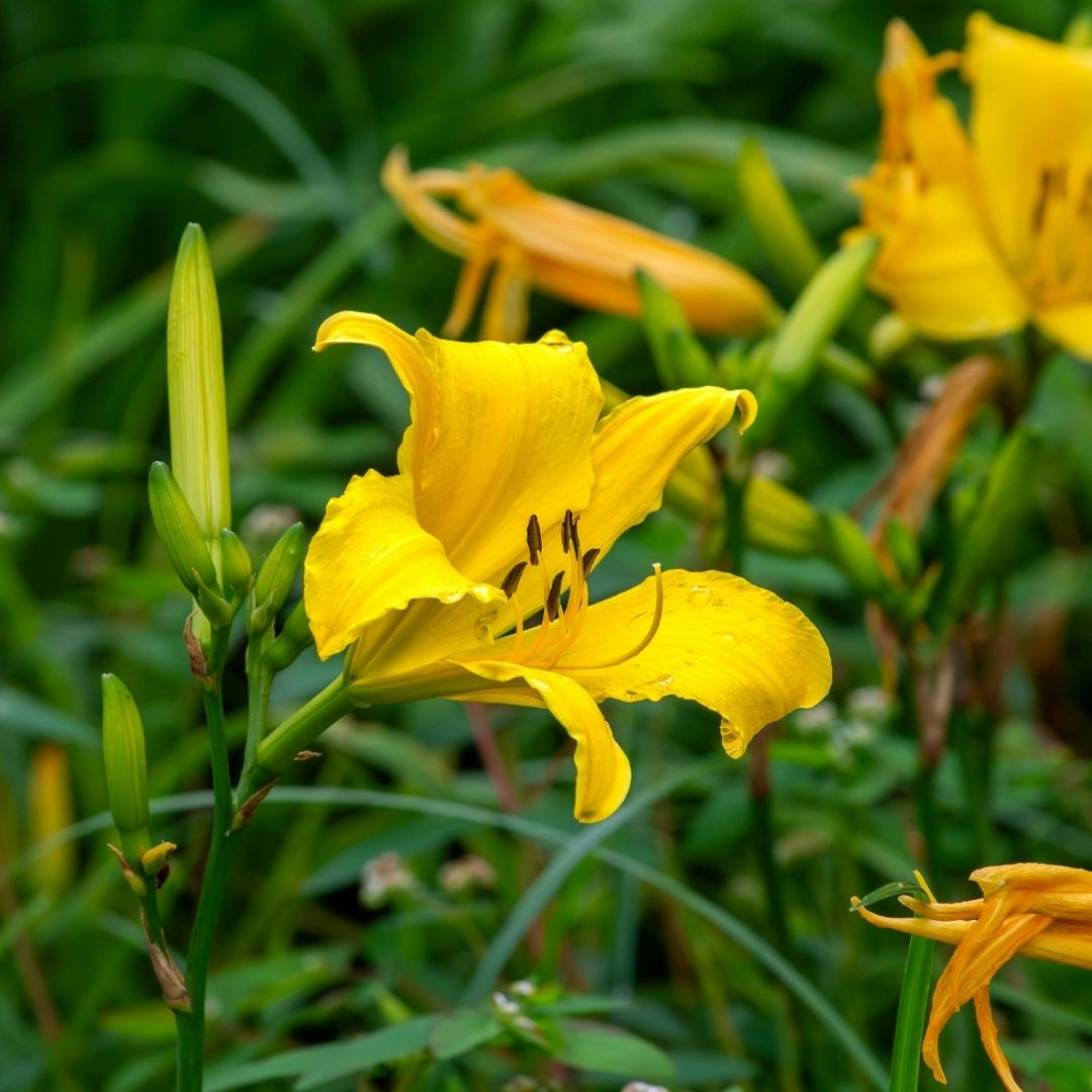 yellow daylily plant