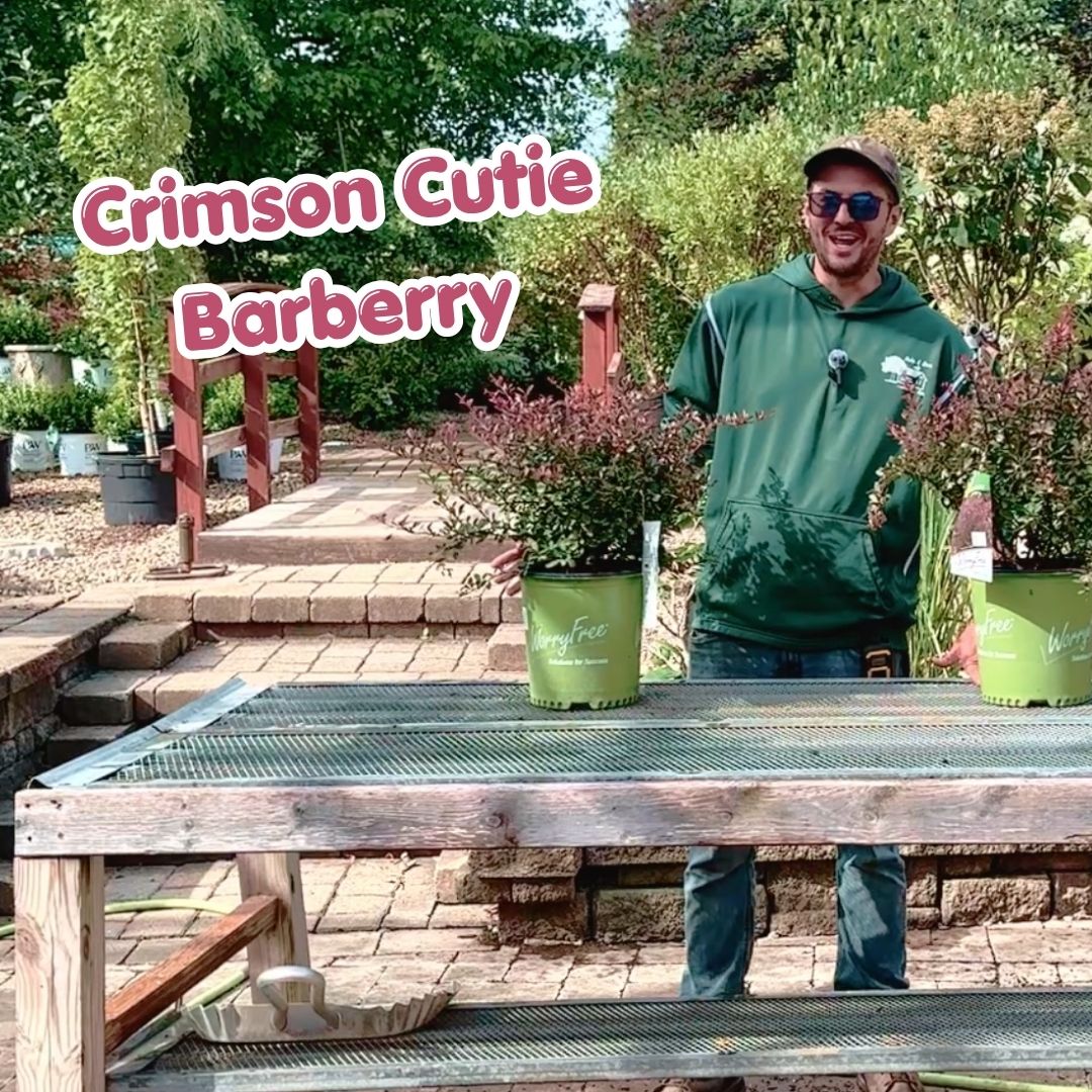 Crimson Cutie Barberry blog cover