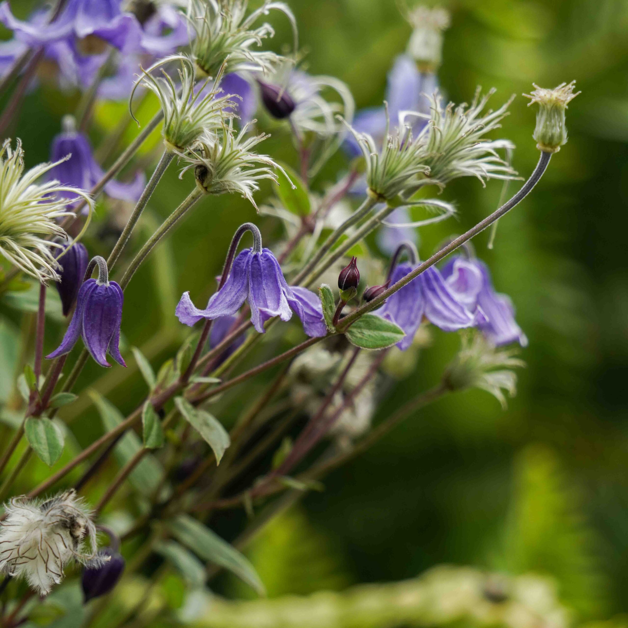 purple flowers and green background