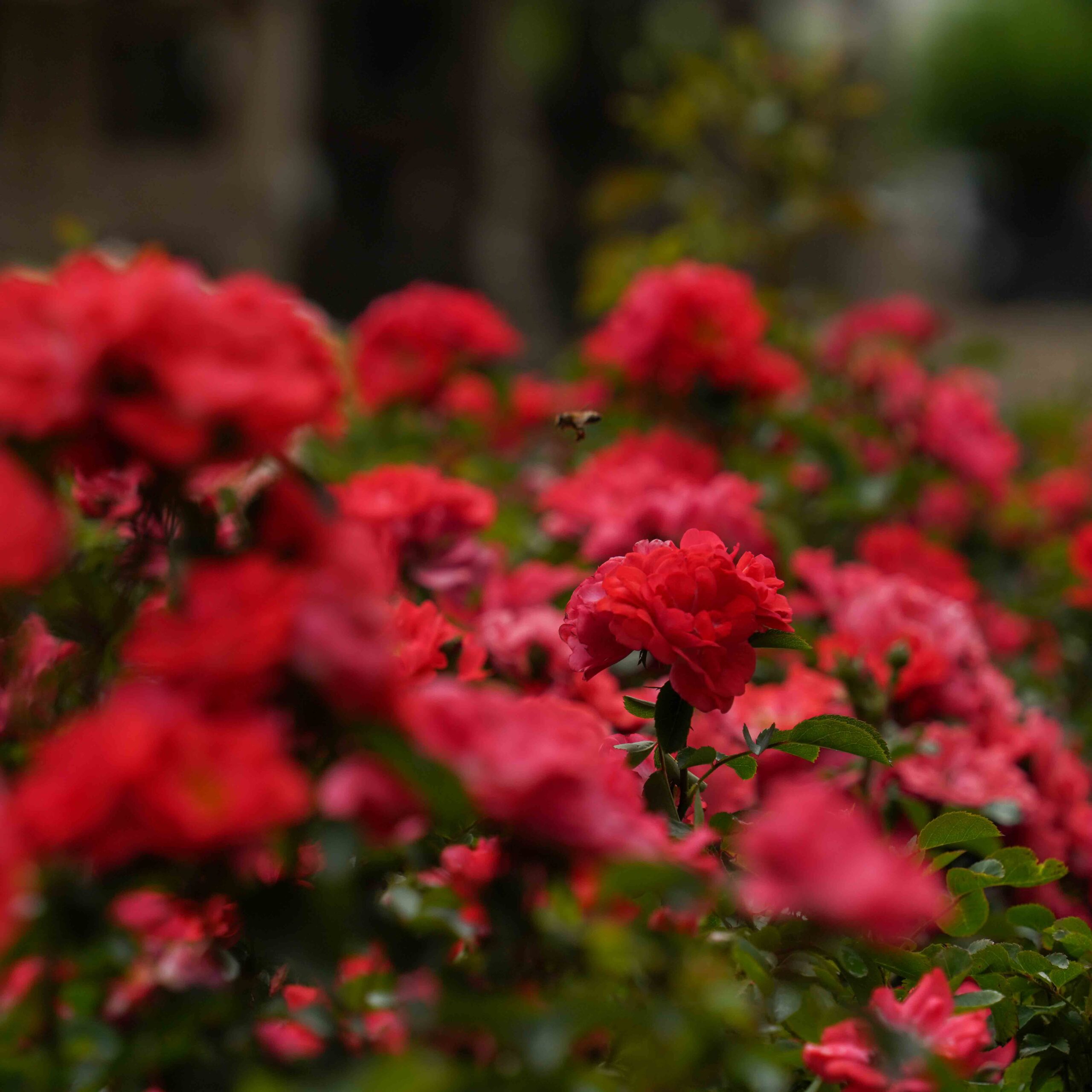 red drift roses