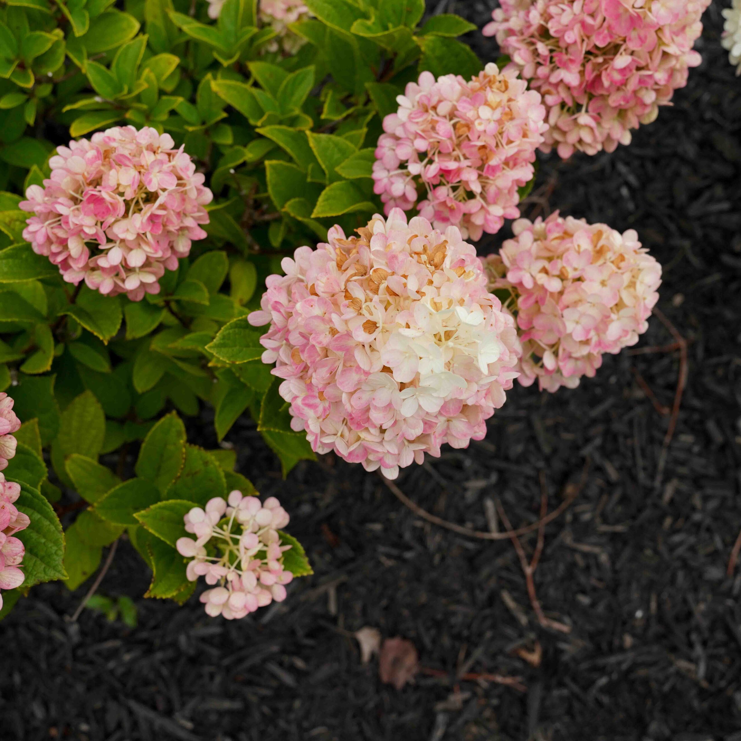 limelight hydrangea flowers