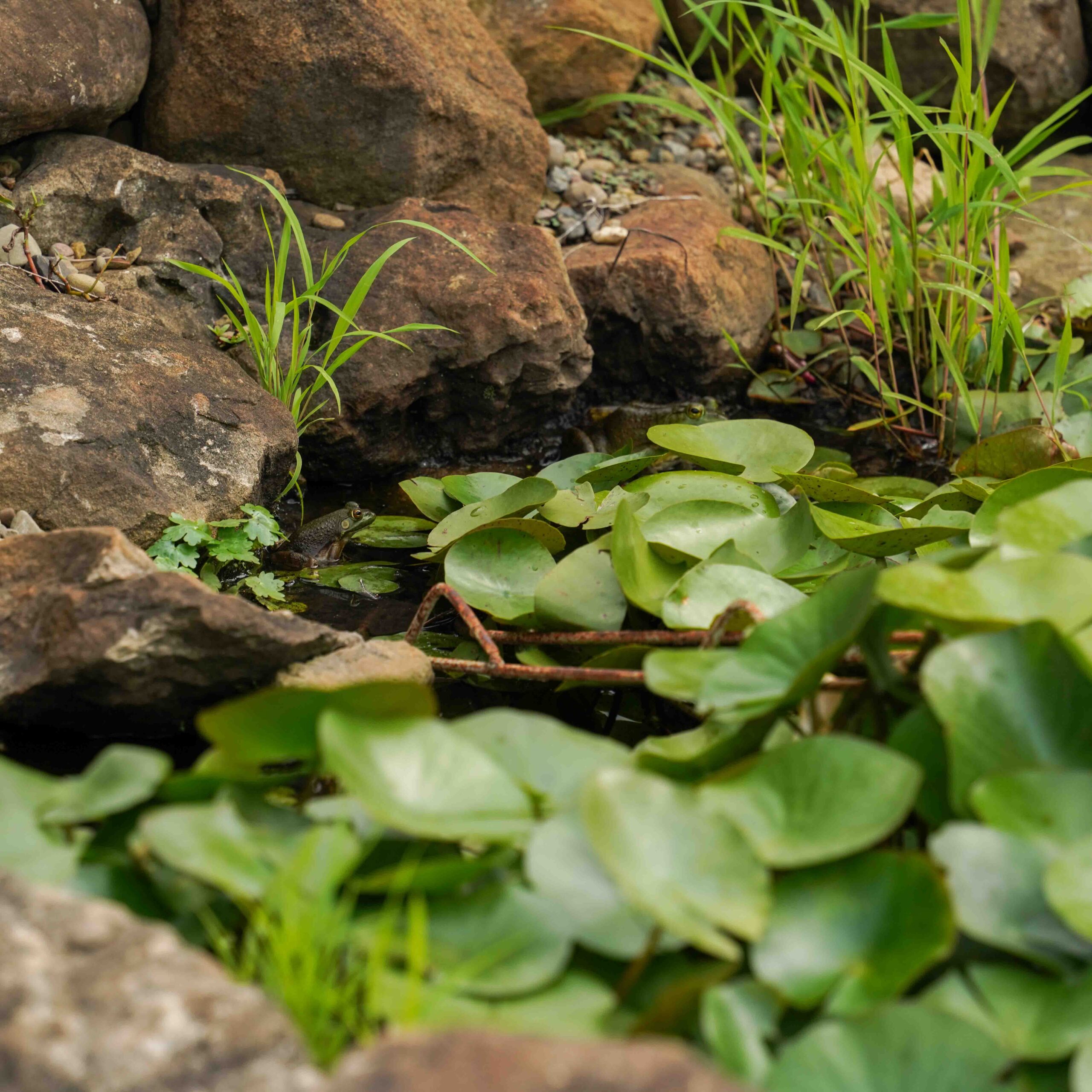 frog among the green lily pads