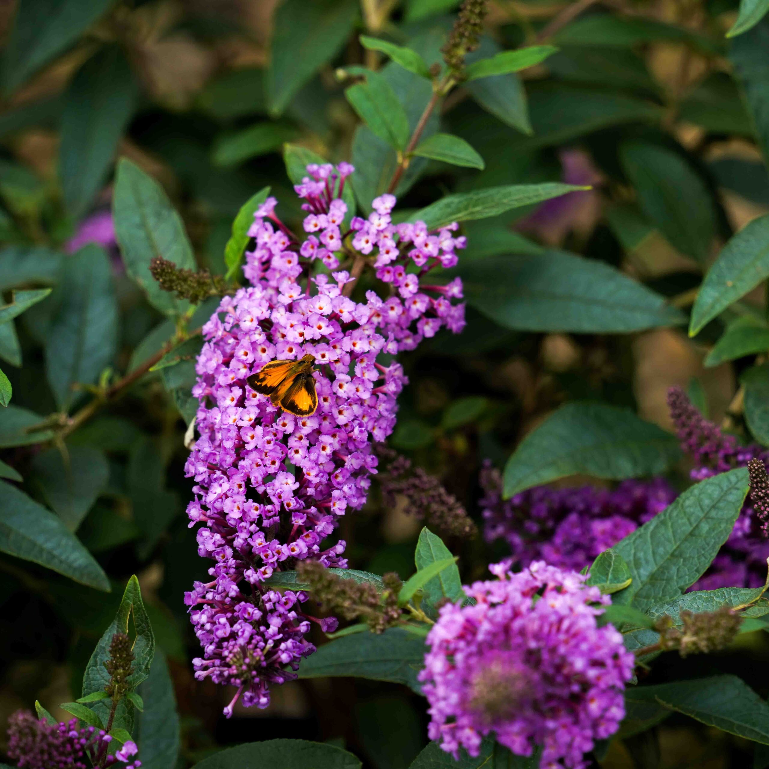 moth on purple butterfly bush