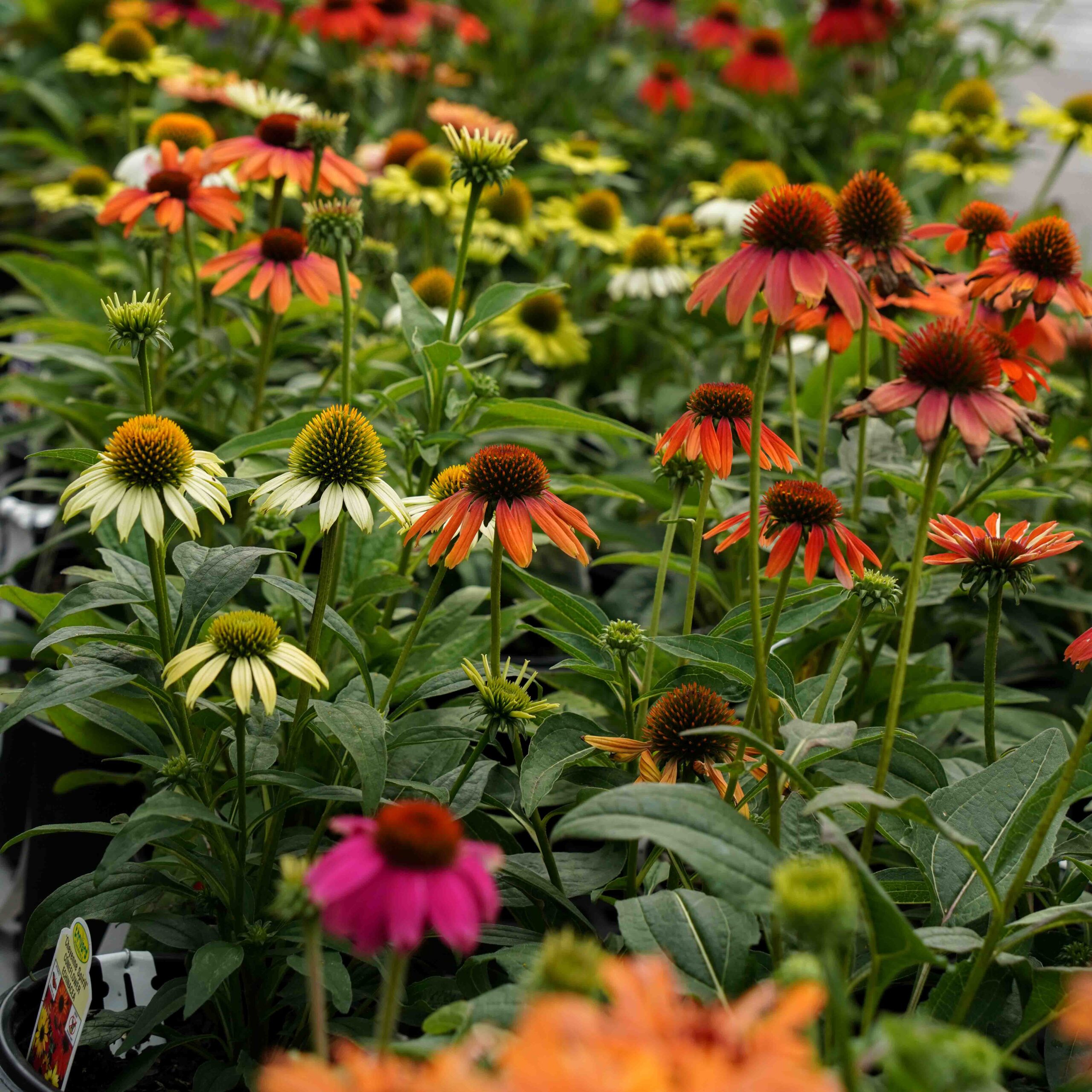 many coneflowers in different colors