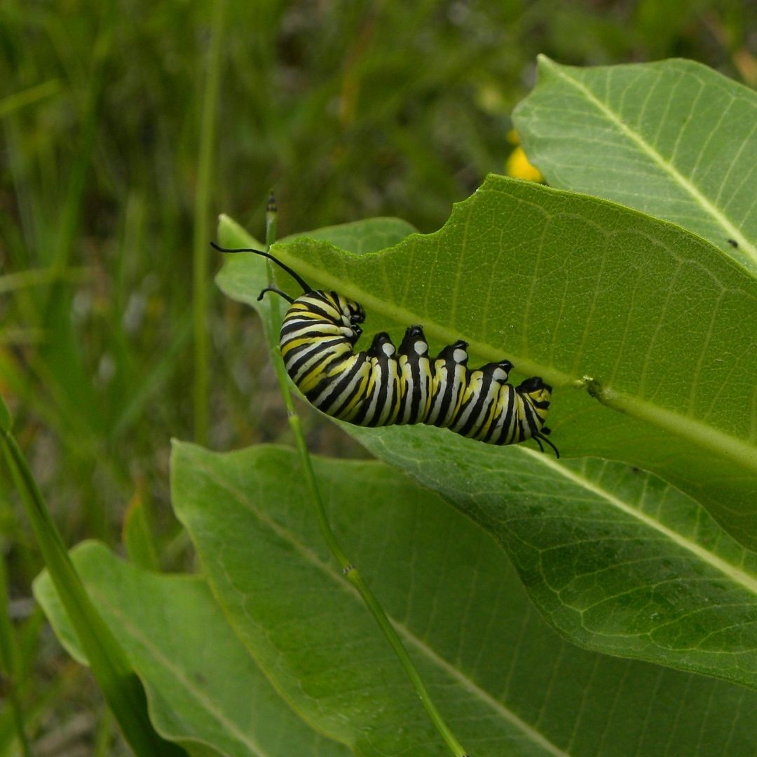 caterpillar on some milkweed