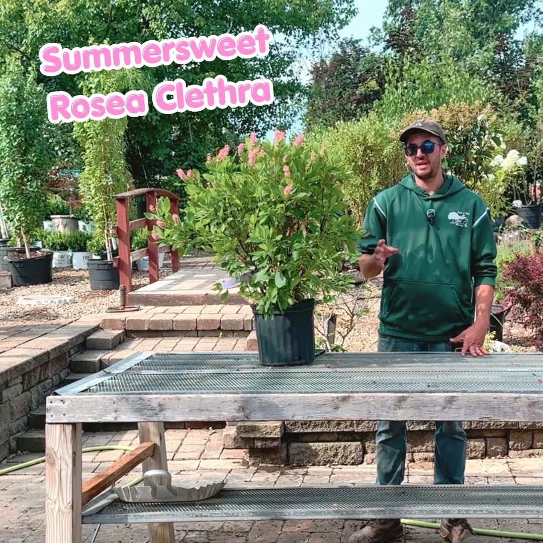 clethra blog cover