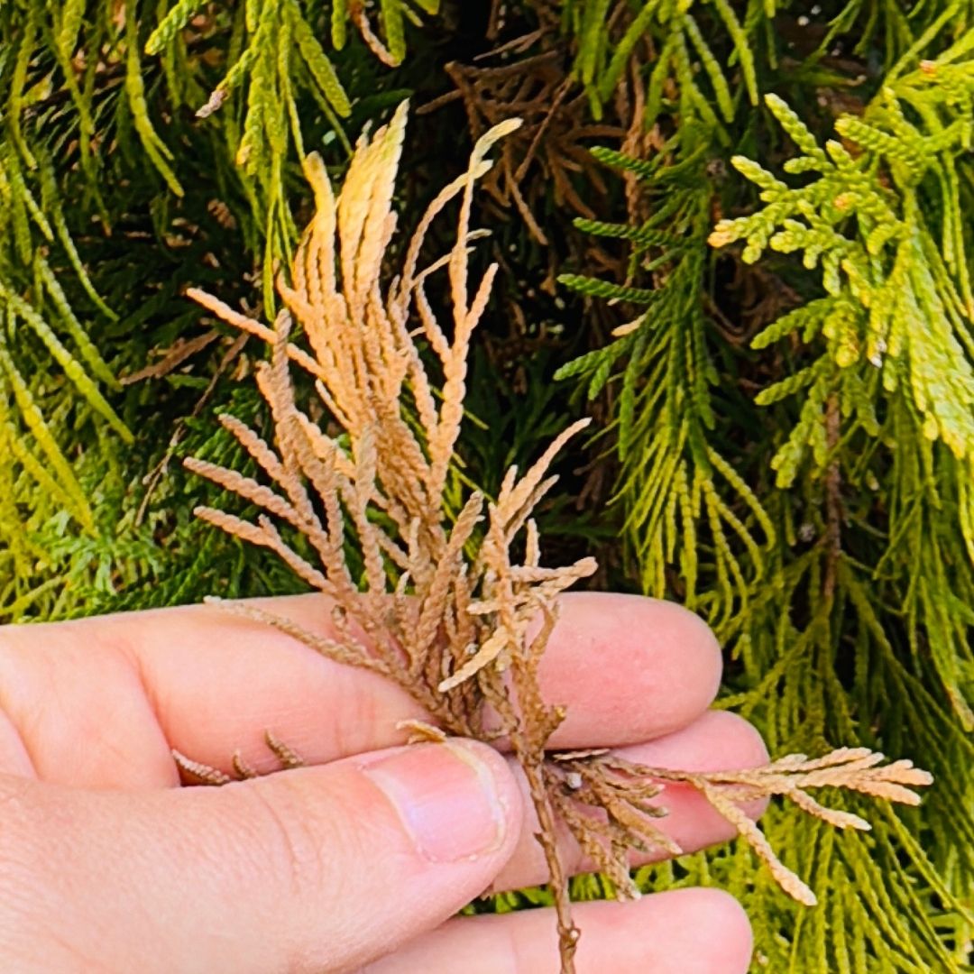 dead arb branch