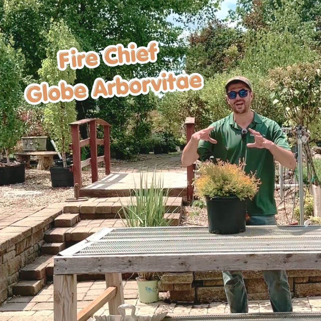 fire chief arb social cover