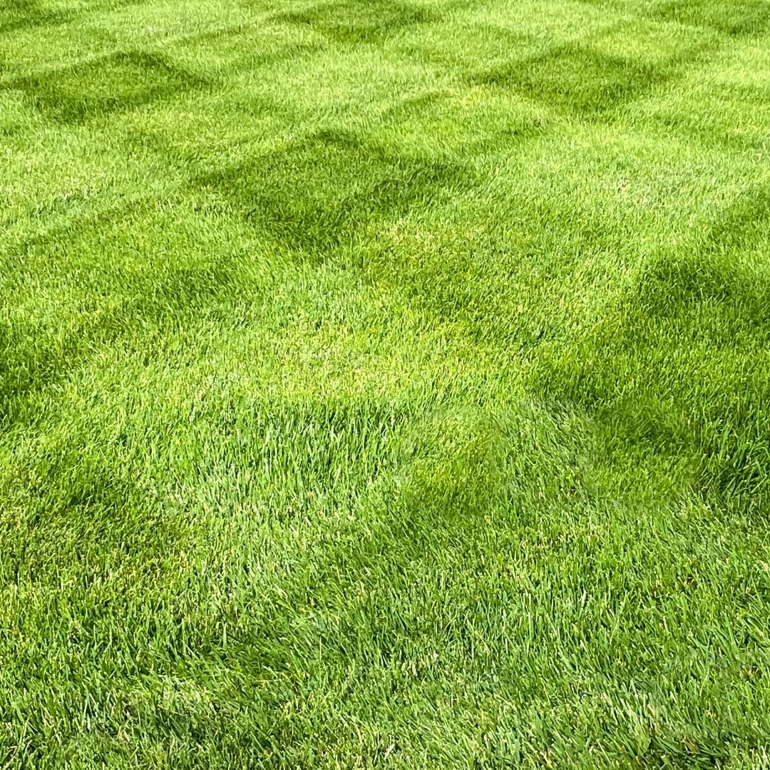 grass lawn with mow lines