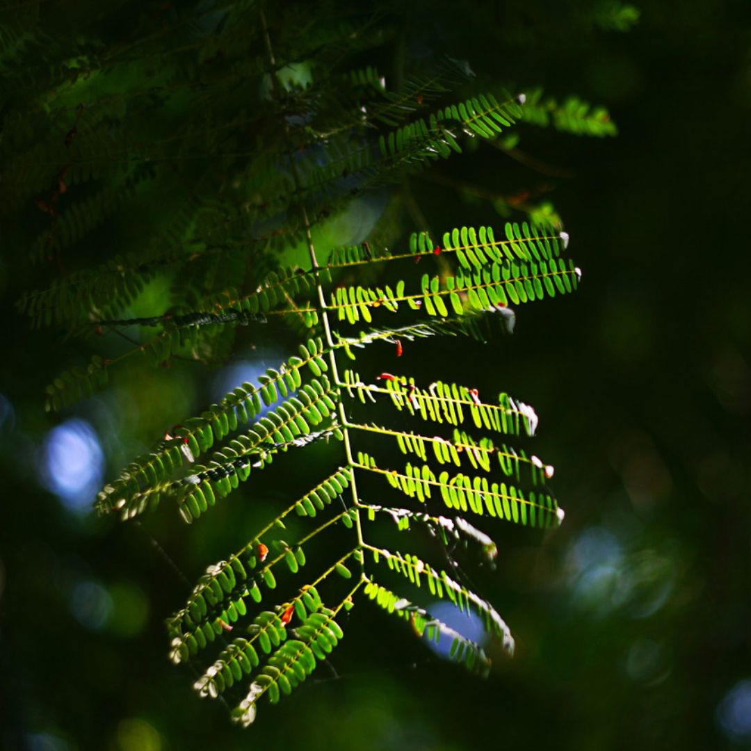 kinda messed up fern