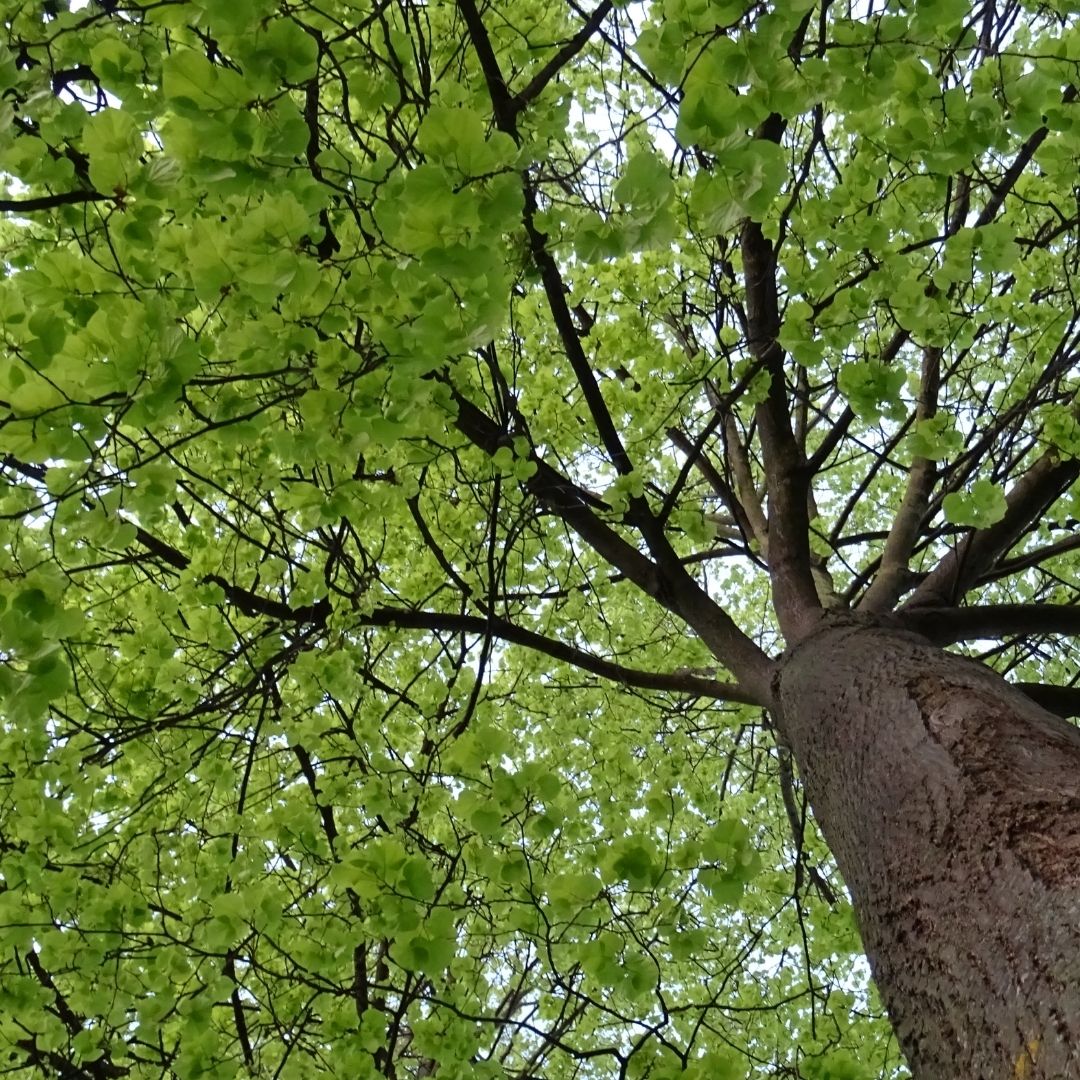 maple tree limbs