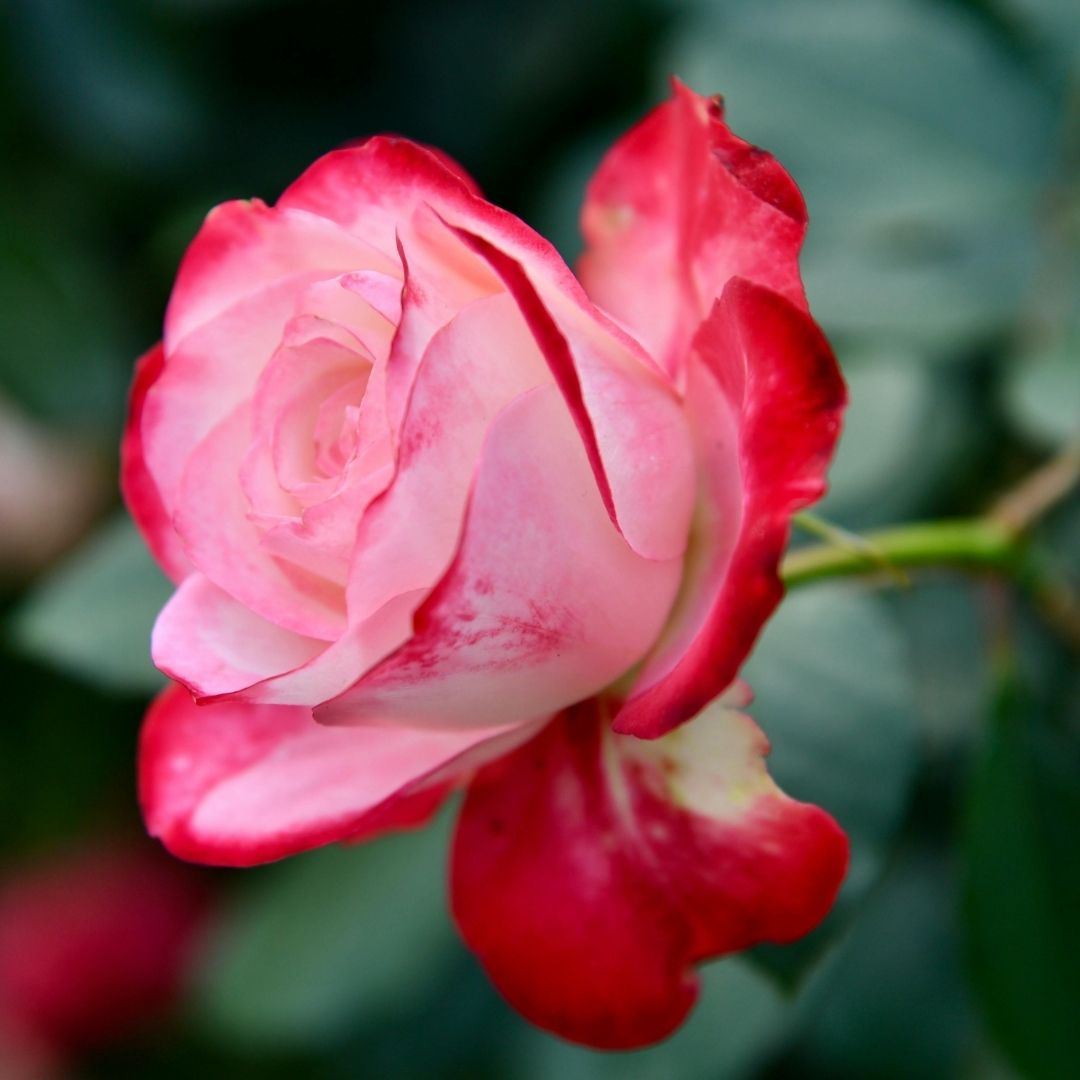 pink and red hybrid tea rose