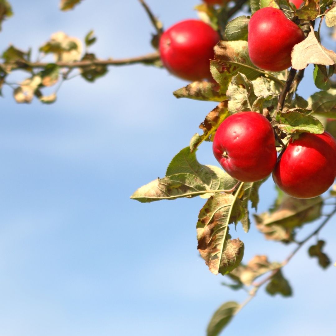 red apple tree branch