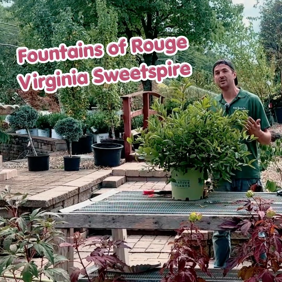 sweetspire blog cover