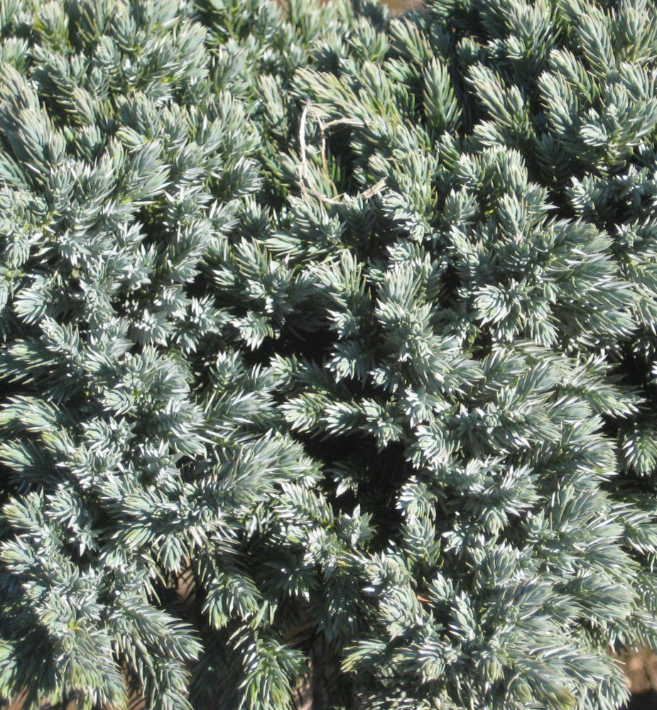 Blue Star Juniper (Juniperus squamata 'Blue Star') - 1 gallon 6"