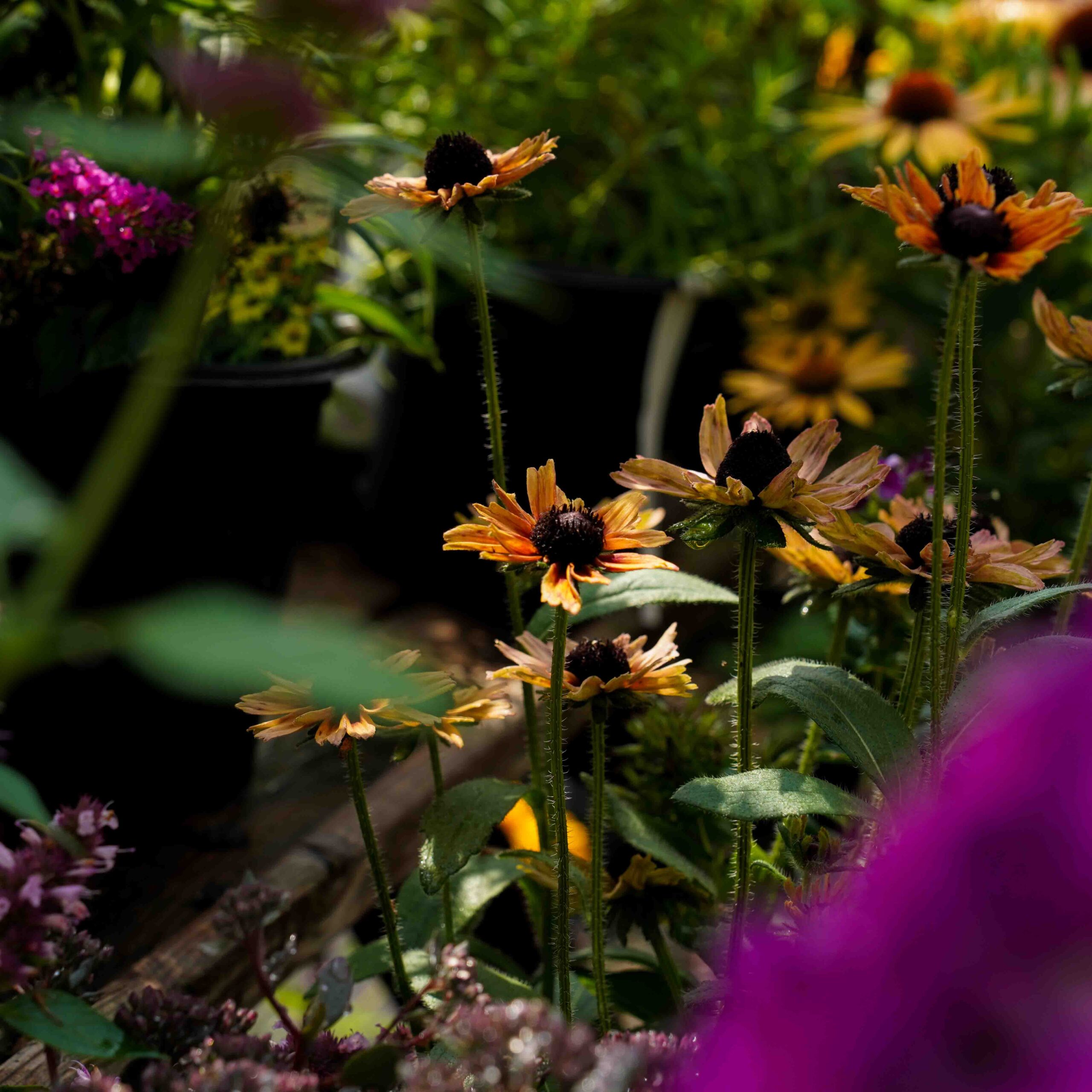 fall orange and yellow flowers