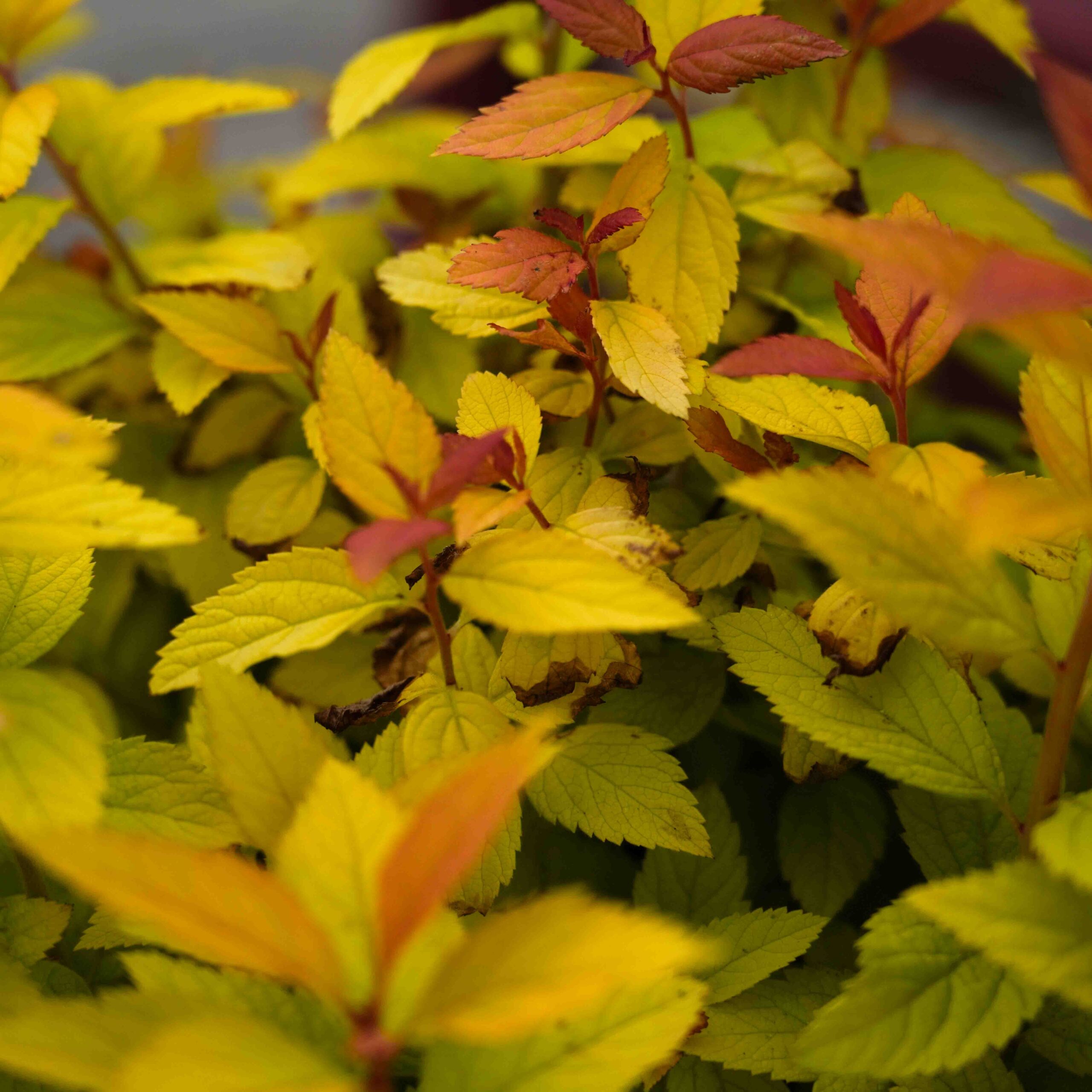 candy corn spirea shrub