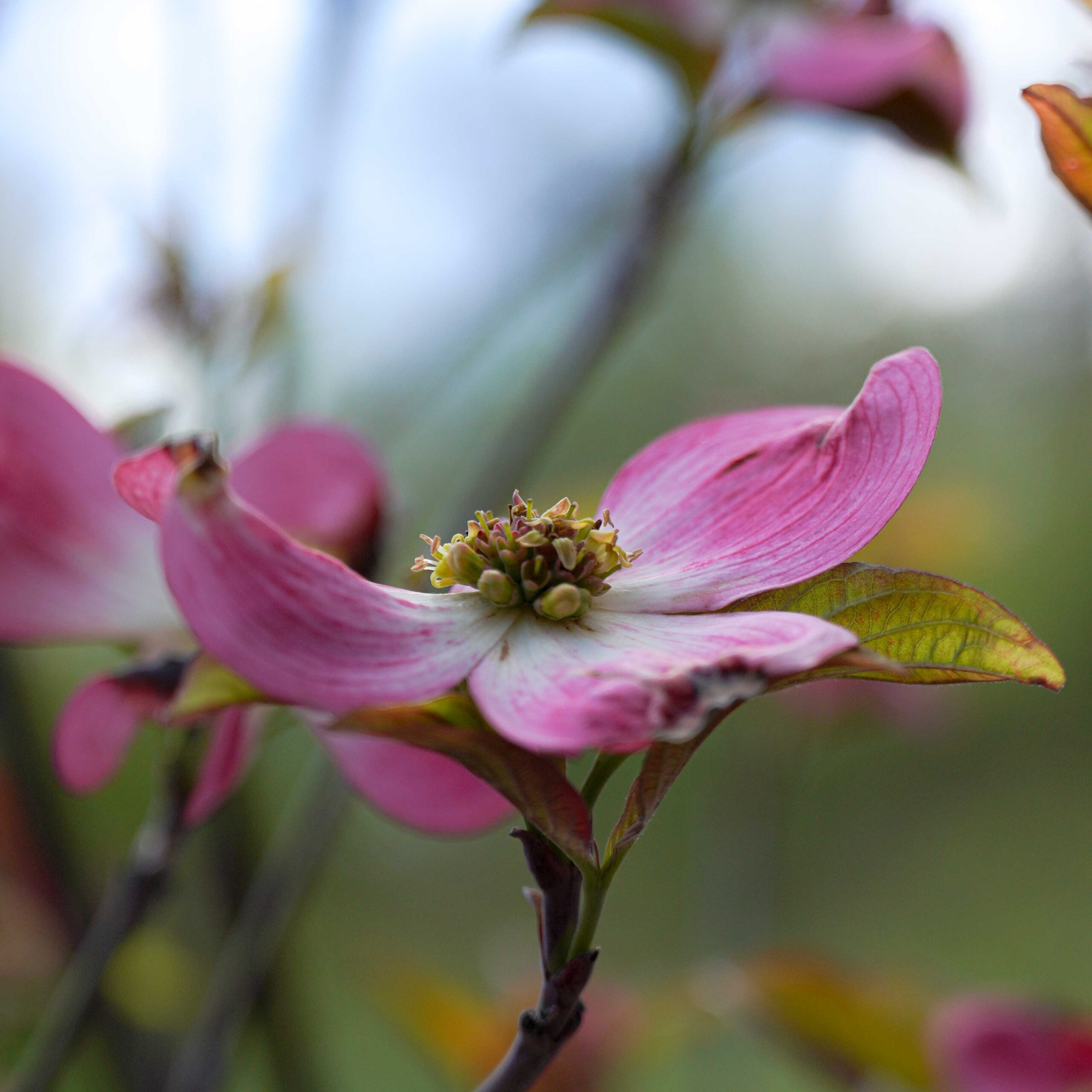 dogwood pink bloom