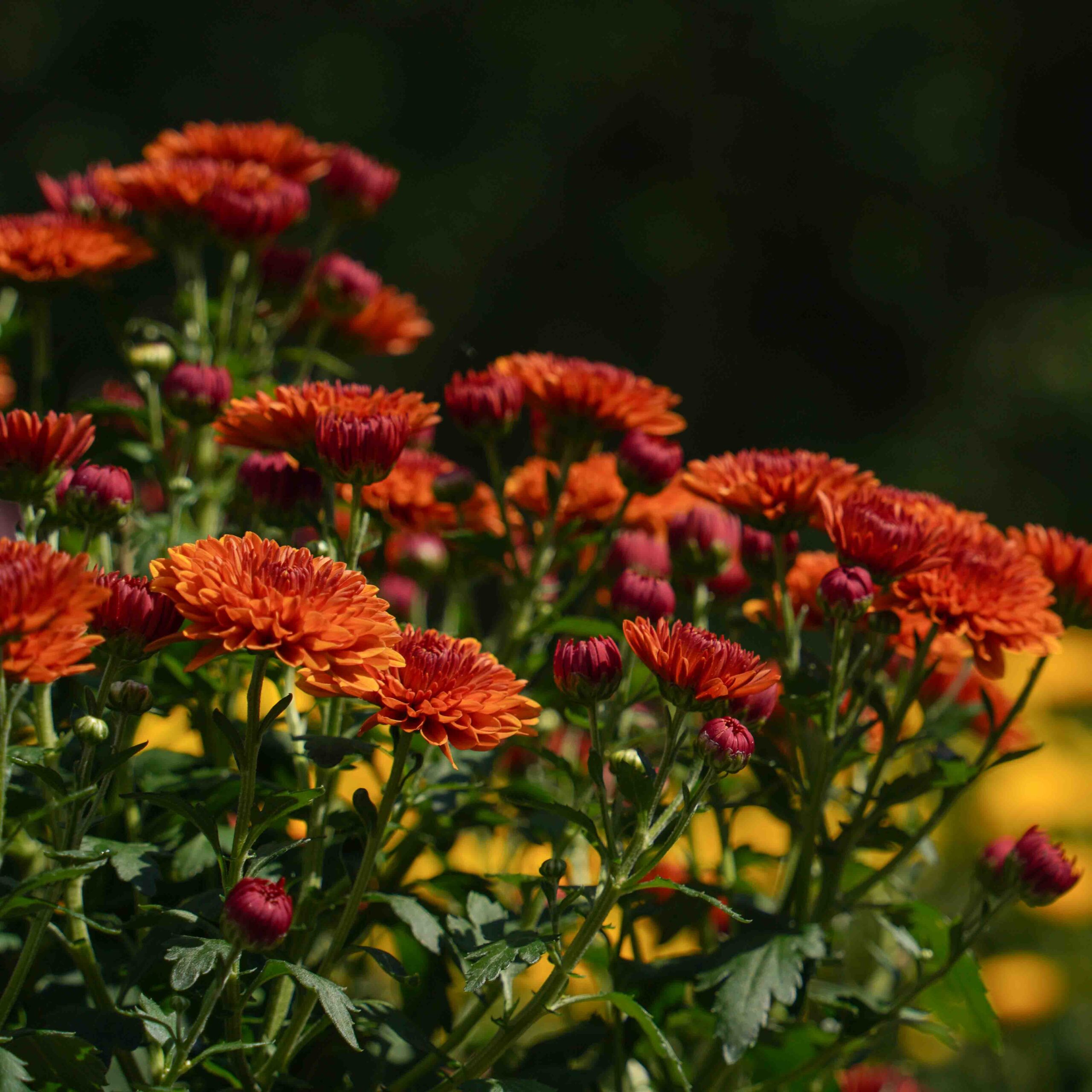 orange mums closeup