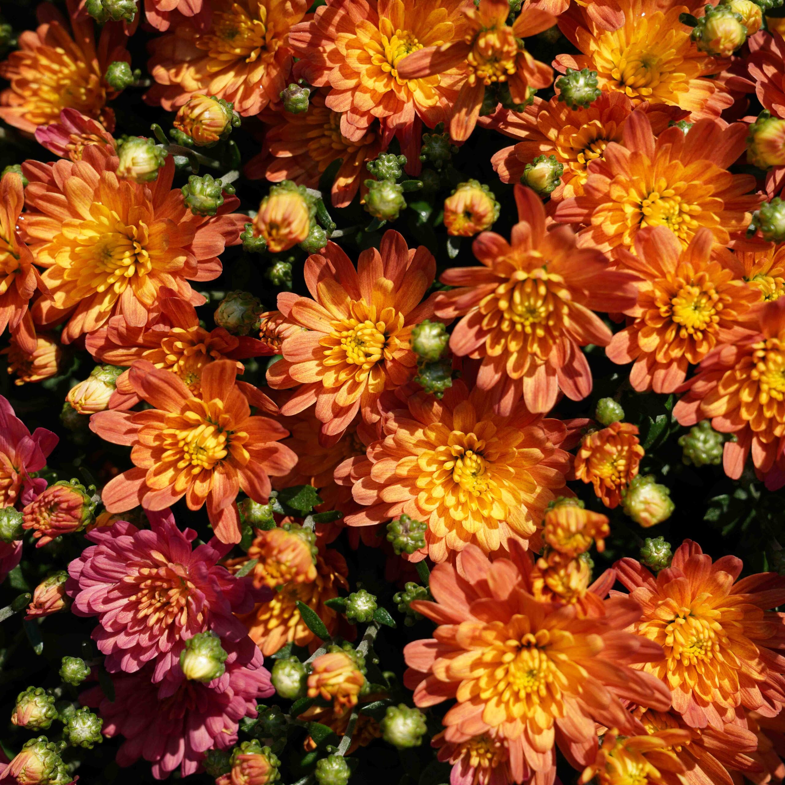 orange and pink mums close up