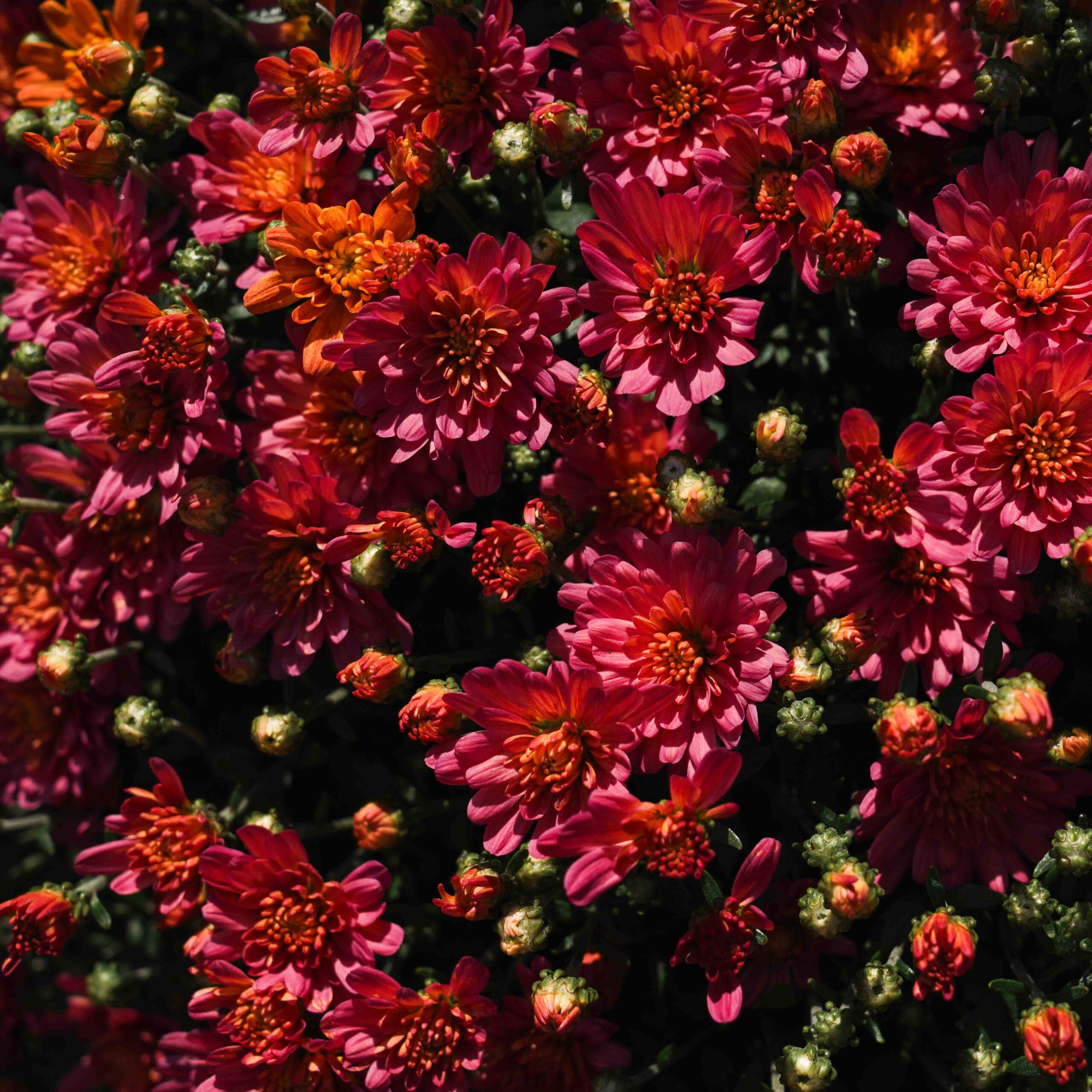 red and orange mum flowers