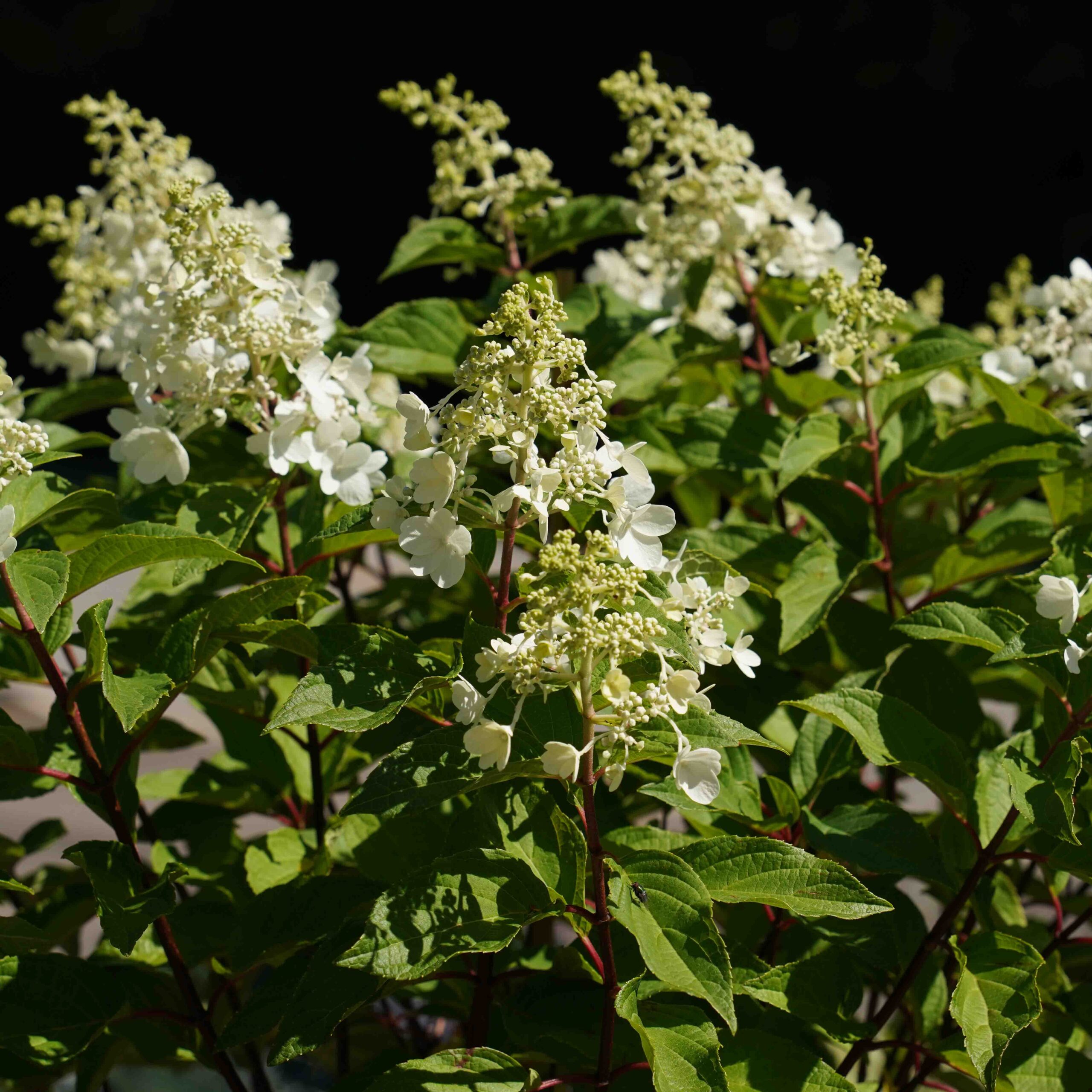 hydrangea tree blooms