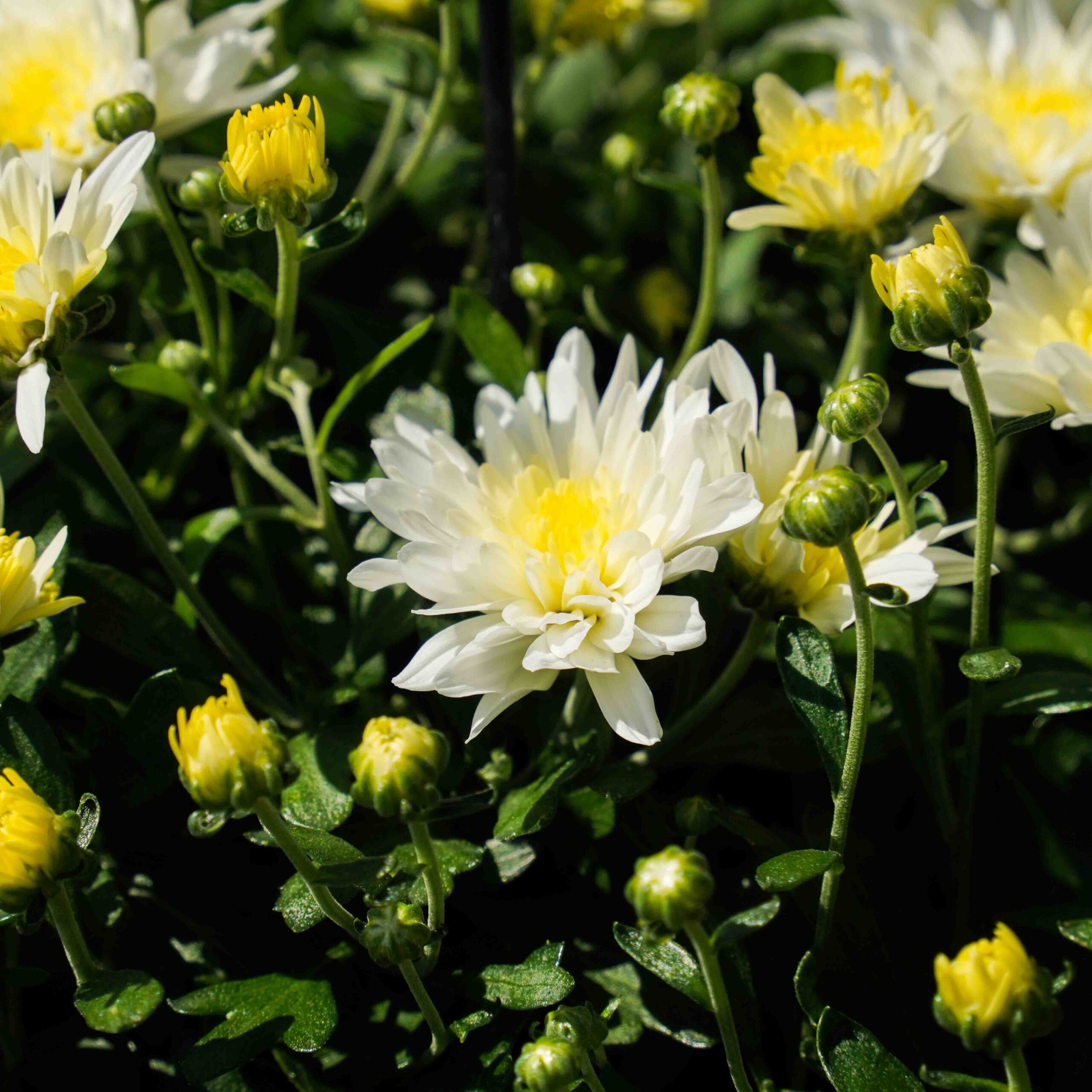 white mum flower