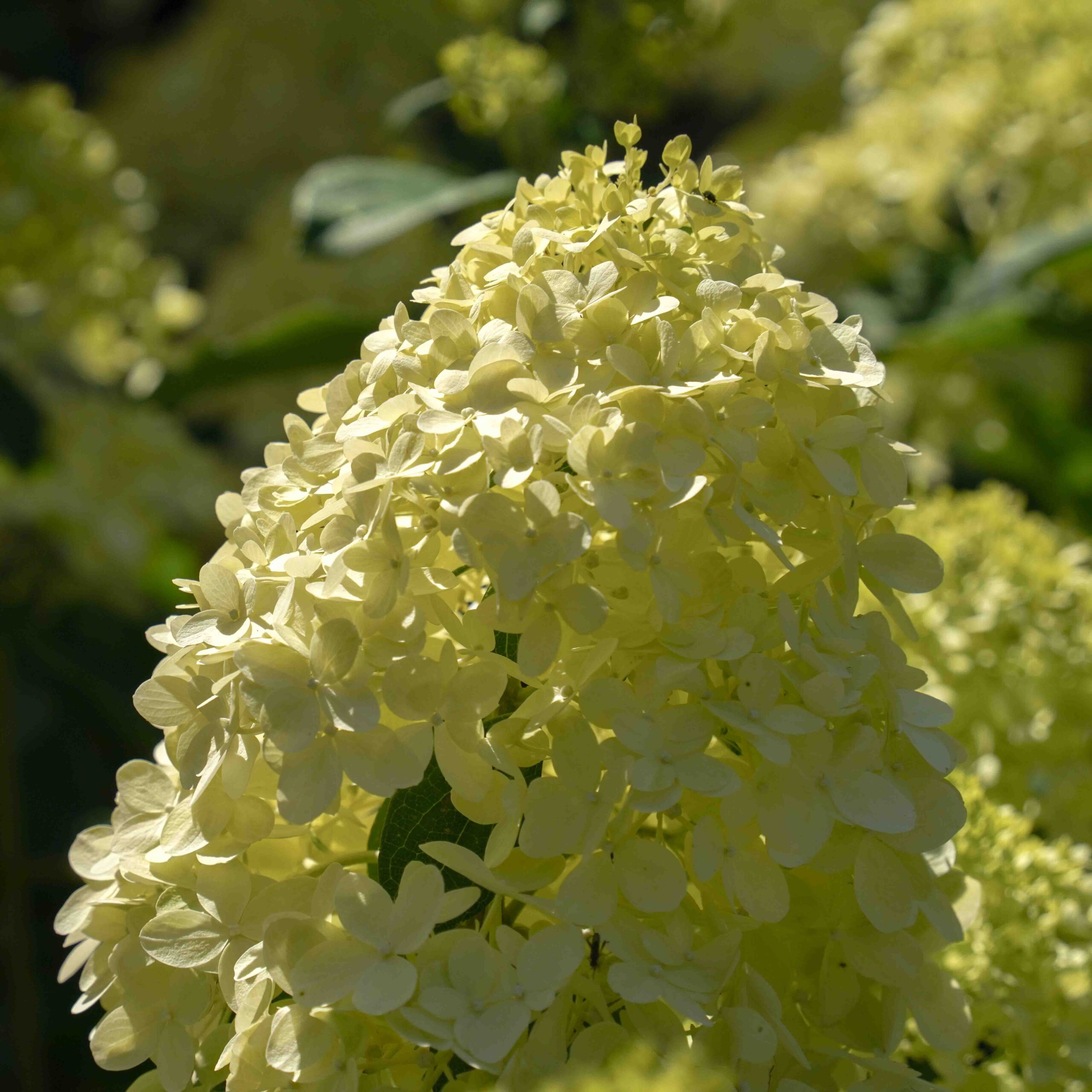 hydrangea green and white