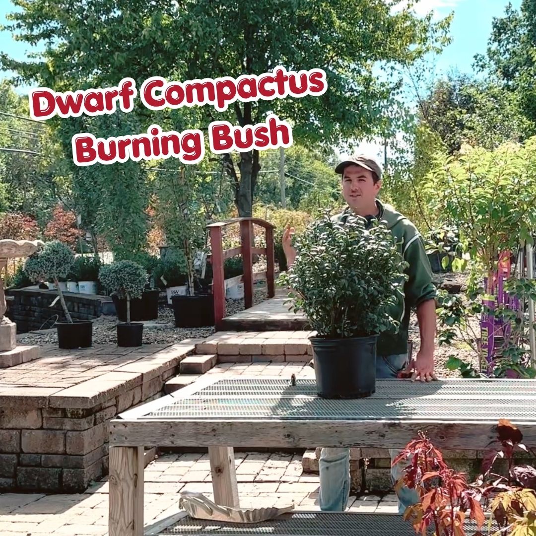 Dwarf Compactus Burning Bush blog cover