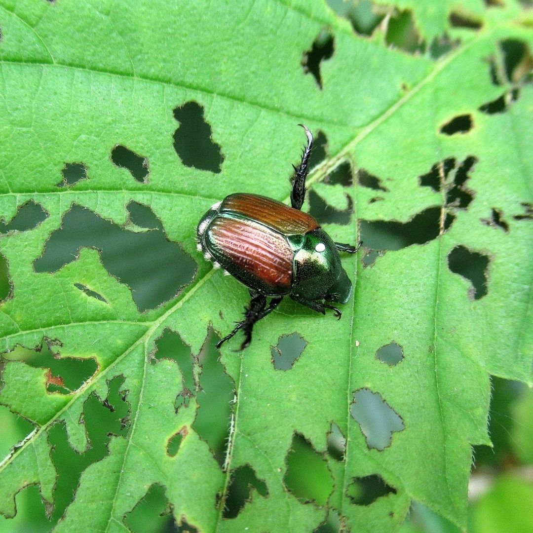 japanese beetle eating holes in leaves
