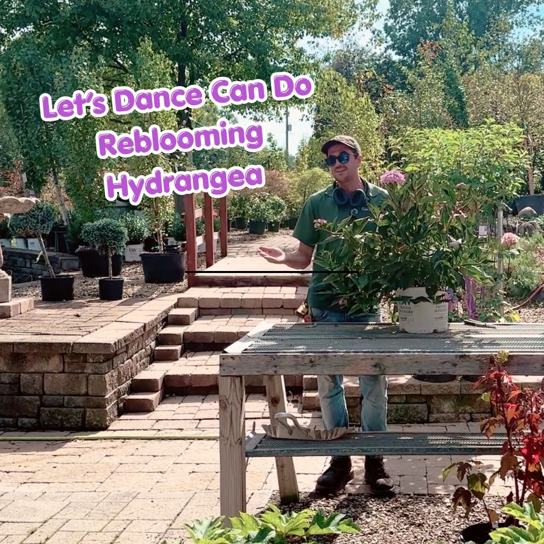 lets dance hydran cover