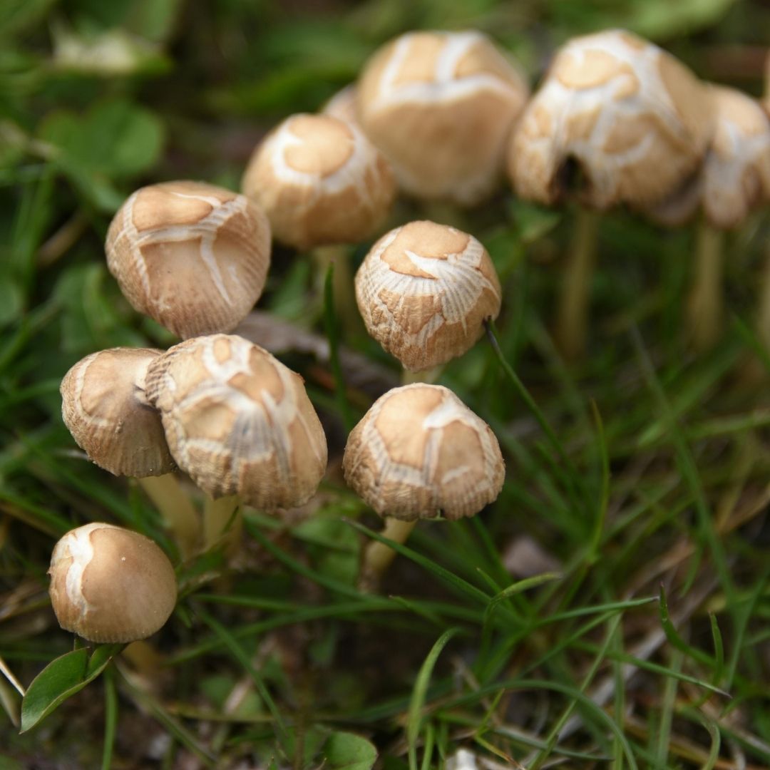 mushrooms in the grass