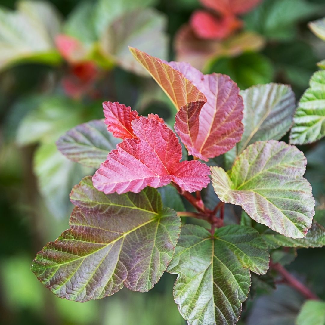 ninebark shrub leaves