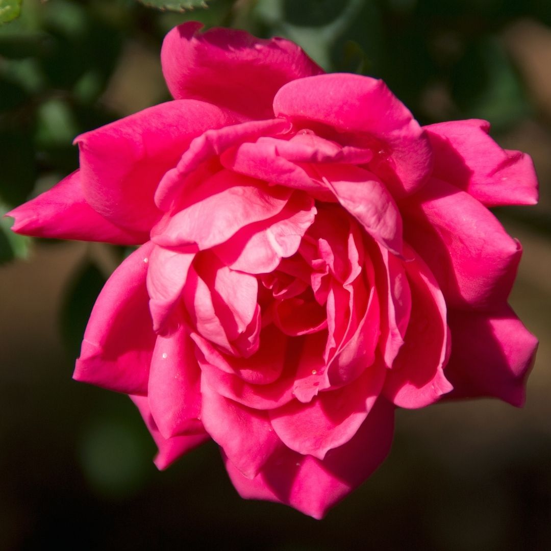 pink knockout rose