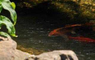 koi fish in a rocky pond