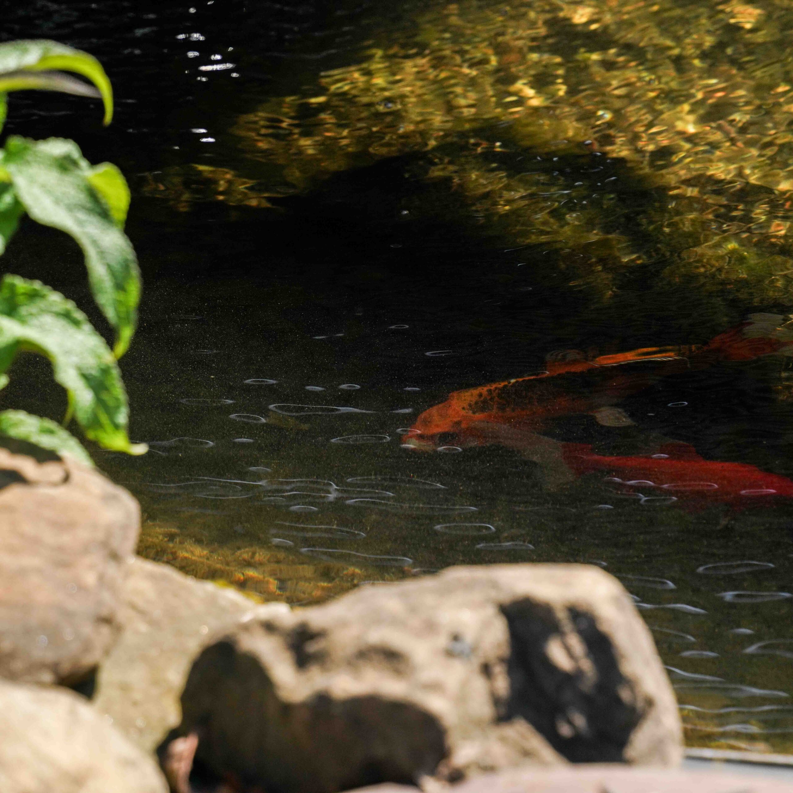 koi fish in a rocky pond