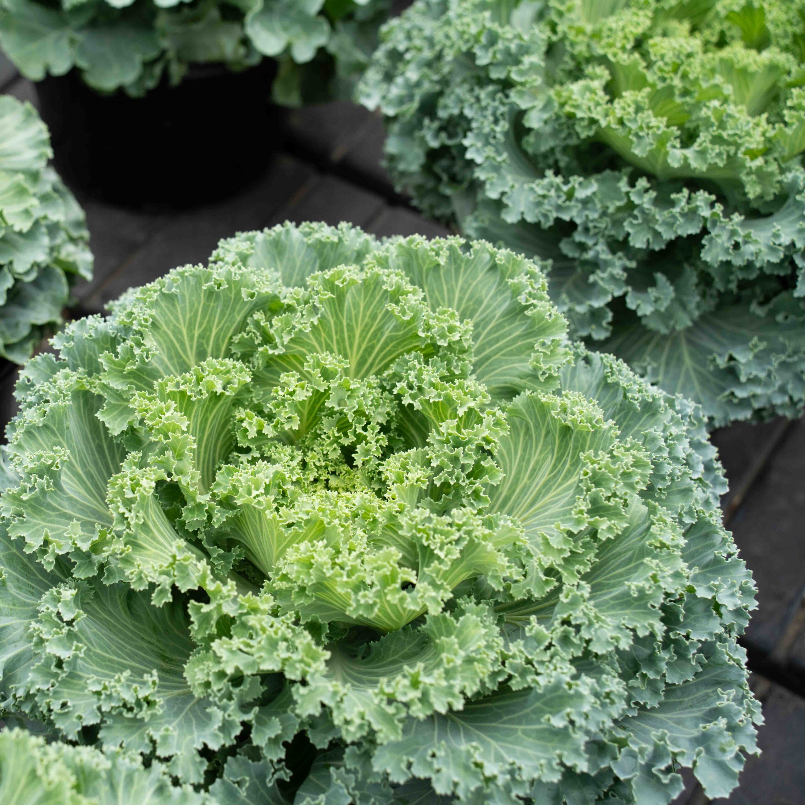 frilly green kale leaves