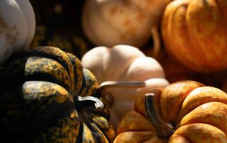 bowl of colorful mini pumpkins