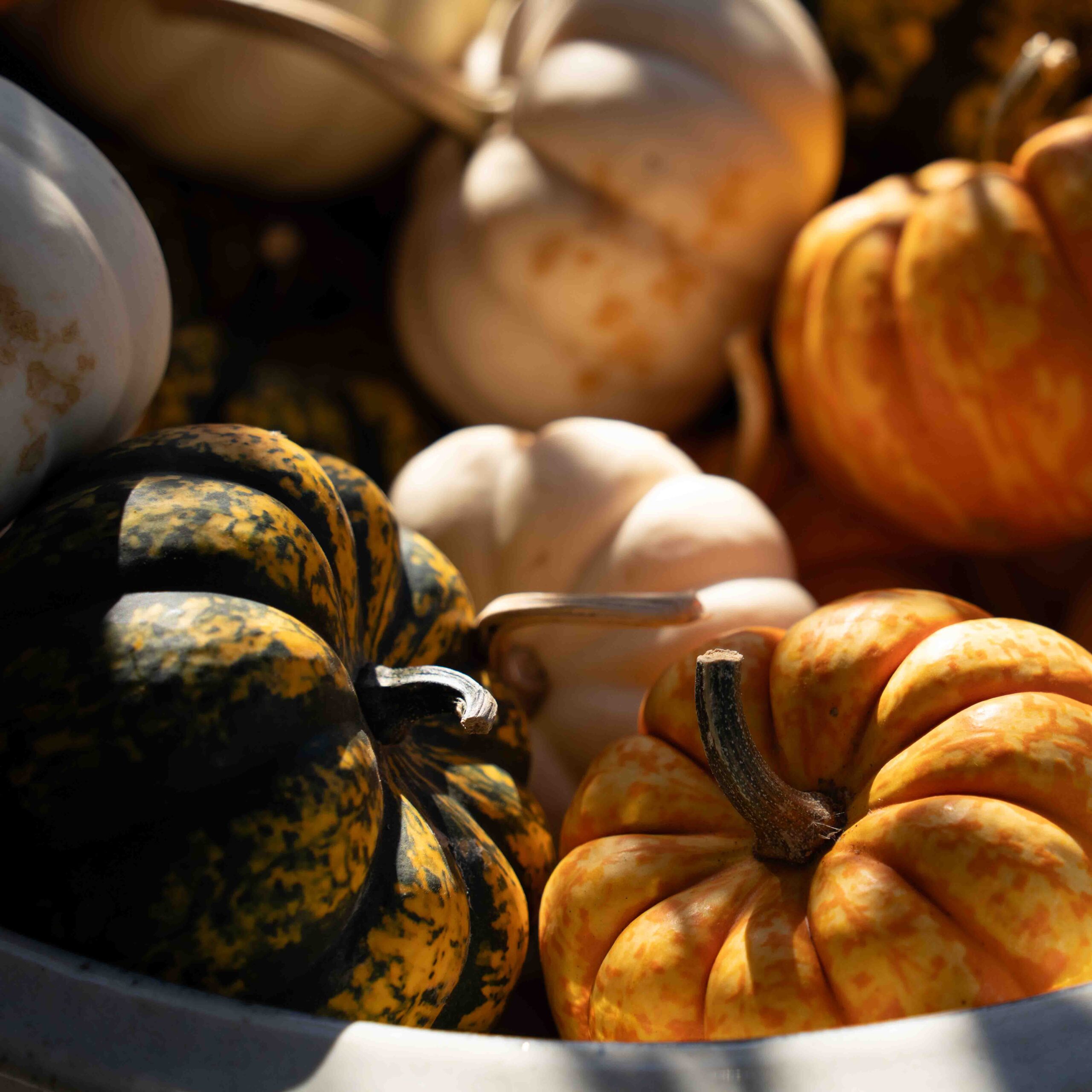 bowl of colorful mini pumpkins