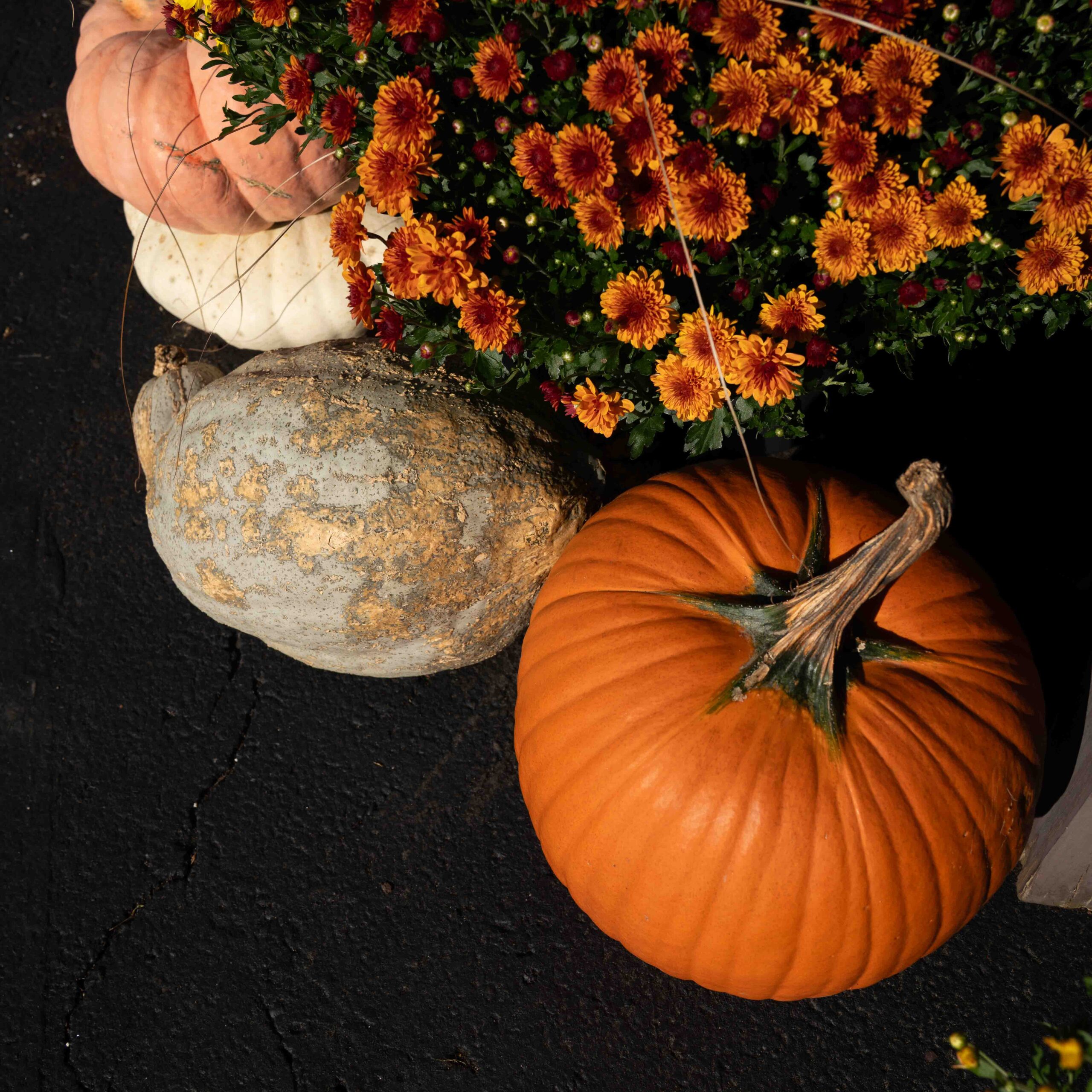 pumpkins and mums on the driveway