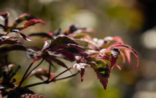 close up of japanese maple leaves